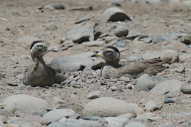 Another stop in Peru may produce the cryptic Peruvian Thick-knee… Credit: Fabrice Schmitt